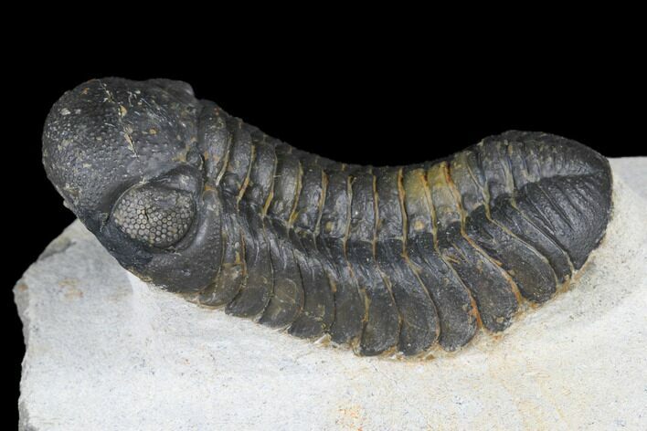 Austerops Trilobite - Nice Eye Facets #181277